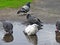 Parti-coloured pigeons in a puddle