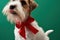 Partial image of Jack Russell Terrier with ribbon