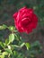 Partial image of a red flowering rose