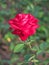 Partial image of a red flowering rose