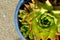 Partial overhead view of a Echeveria agavoides succulent