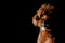 Partial portrait of adorable brown Toy Poodle dog