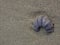 Partial purple sea urchin shell on beach