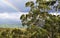 A partial rainbow against a background of dark clouds and gum trees in the sunshine.