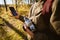 Partial shot of tourist holding smartphone and vintage camera in forest in evening