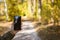 Partial shot of woman holding mobile phone in blurred forest