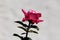 Partial silhouette of dark red to light pink rose on light grey wall background