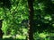 Partial view of a gnarled, straight-grown tree trunk in the backlit canopy of a park area overgrown with solitary trees.