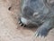 Partial view of the head of a Wombat. Part of the claws also visible,