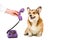 partial view of man giving telephone tube to adorable corgi