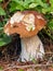 A partially bitten summer cep in nature