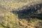 A Partially Burnt Forest, the Judea Mountains, Israel