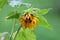 Partially closed sunflower plant with dried shriveled petals planted in local urban garden surrounded with large green leaves