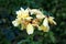 Partially dried bunch of garden roses with shriveled and fallen petals planted in local urban garden