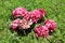 Partially dried Hydrangea or Hortensia garden shrub pink flowers with pointy petals surrounded with uncut grass planted in local