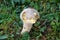 Partially eaten small hairy grey and white mushroom with rounded top growing in family house backyard surrounded with uncut grass