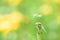 Partially empty seed head of a dandelion wild flower Taraxacum.Two seeds on a dandelion. Summer flower. Yellow Green Blurred Bluer