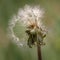 Partially flown dandelion