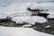 Partially frozen Kootenay River in Kootenay National Park. Ice chunks, icicles, and snow along the rocky river bed