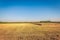 Partially harvested field with ripe wheat