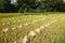 Partially harvested rice field with diagonal rows of grain sheaves in rural Laos