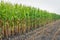 Partially harvested silage maize on the field