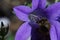 A partially hidden bee pollinates a purple bell flower