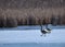 Partially ice covered pond with several Canadian Geese