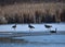 Partially ice covered pond with several Canadian Geese