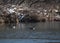 Partially ice covered pond with several Canadian Geese