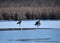 Partially ice covered pond with several Canadian Geese