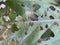 Partially Insect Eaten Leaf