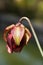 Partially open flower bud of a sarracenia plant