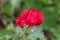 Partially open single dark red rose surrounded with green leaves in local urban garden