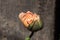 Partially opened bud of a pink poppy, also called papaver