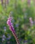 Partially overblown Purple Loosestrife flowers from close