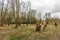 Partially pruned forest with pollard willows trees at the end of