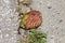 Partially rotten fully ripe home grown organic pear fallen from tree on stone tiles in local home garden surrounded with grass