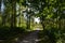 Partially shaded dirt path through tall trees in the countryside on a sunny day