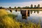 partially submerged hay bales in a meadow