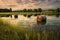 partially submerged hay bales in a meadow