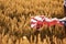 Particle view of USA flag that lying down on the harvest. On the agricultural field. Conception of freedom