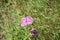 Particular view of purple and yellow flowers on a green background