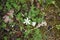 Particular view of white flower