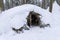 Partisan dugout in winter forest. Earth-house built by Soviet partisans in Ukrainian forest during Secont World War. a disguised