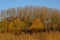 Partly bare autumn trees and reed on a sunny day with clear blue sky