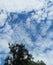 Partly cloudy sky with tree silhouettes