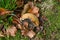 A partly exploded earthball, having dispersed its spores