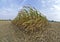 Partly harvested corn field