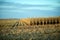 Partly harvested corn field in evening light